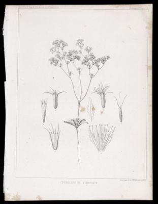 Chorizanthe Fimbriata