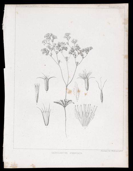 Chorizanthe Fimbriata