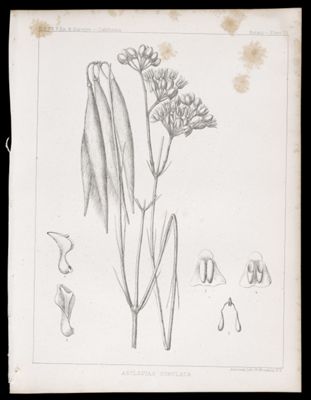 Asclepias Subulata