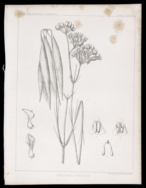 Asclepias Subulata