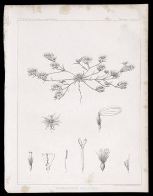 Eremiastrum Belliodes