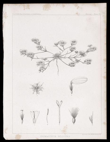 Eremiastrum Belliodes