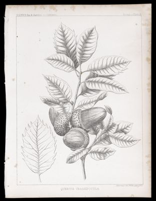Quercus Crassipocula