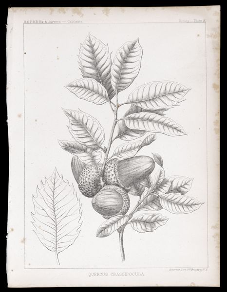 Quercus Crassipocula