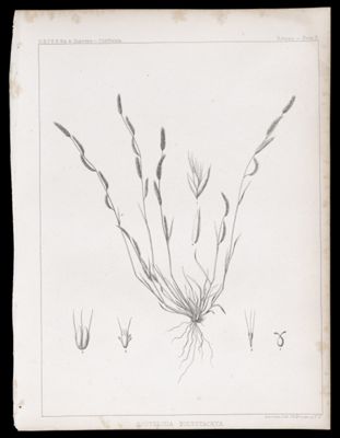 Bouteloua Polystachya