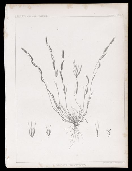 Bouteloua Polystachya