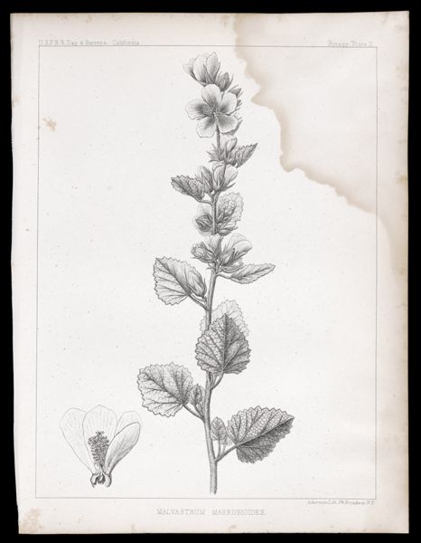 Malvastrum Marrubioides