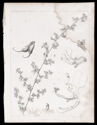 Hosackia Heermanni