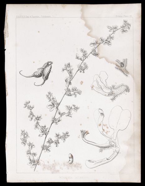 Hosackia Heermanni