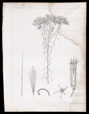 Linosyris Ceruminosa