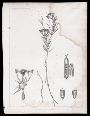 Oenothera Williamsoni