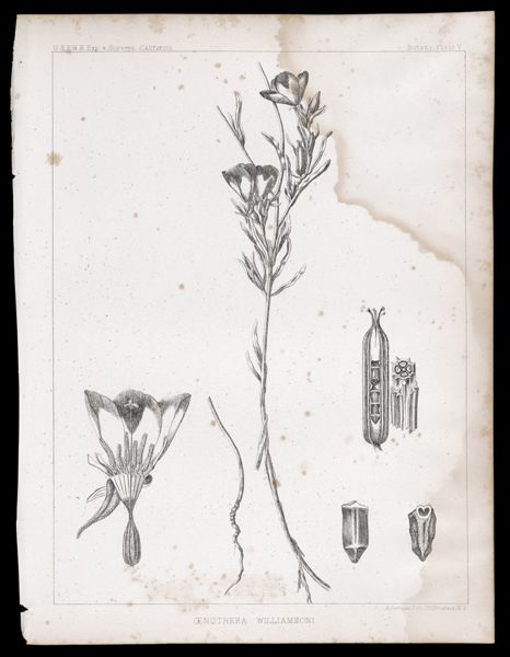Oenothera Williamsoni