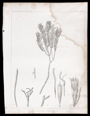 Linosyris Teretifolia