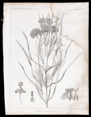 Asclepias Macrophylla