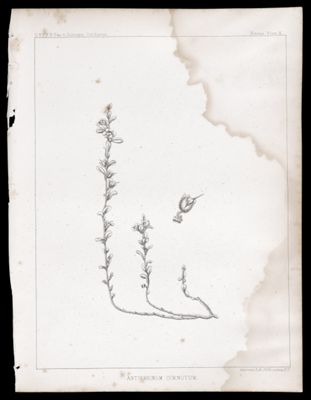 Antirrhinum Cornutum