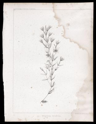 Erythræa Tricantha