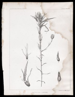 Castelleia Candens