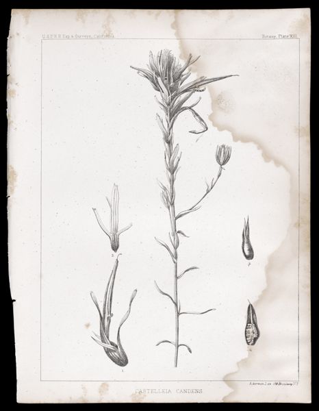 Castelleia Candens