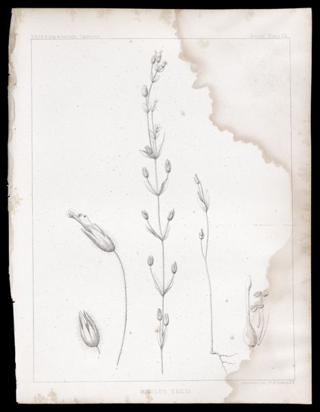 Mimulus Exilis