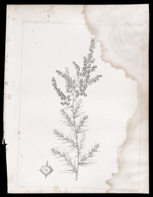 Oblone Bracteosa
