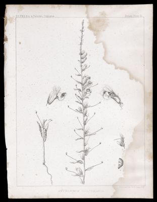 Antirrhinum Coulterianum