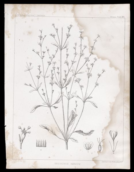 Eriogonum Roseum