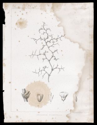 Eriogonum Plumatella
