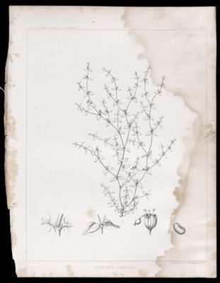 Euphorbia Ocellata