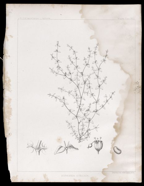 Euphorbia Ocellata