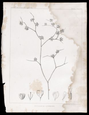Eriogonum Heermanni