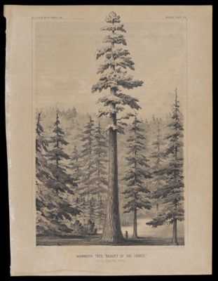 Mammoth Tree 