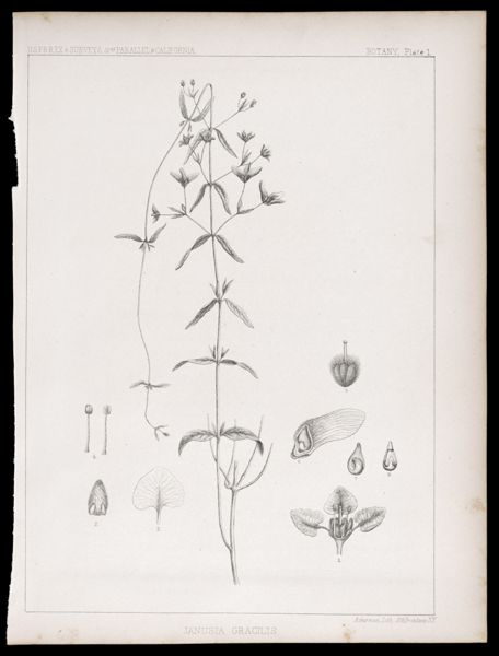 U.S.P.R.R.Ex & Surveys, 32nd. parallel - California. Botany, Plate I. Janusia gracilis.