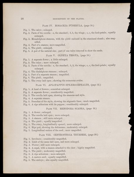 Chapter III. Description of the Plates. By John Torrey, M.D.