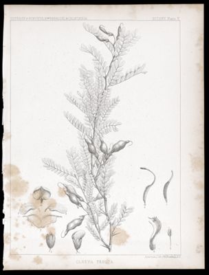 U.S.P.R.R.Ex & Surveys, 32nd. parallel - California. Botany, Plate V. Olneya tesota.
