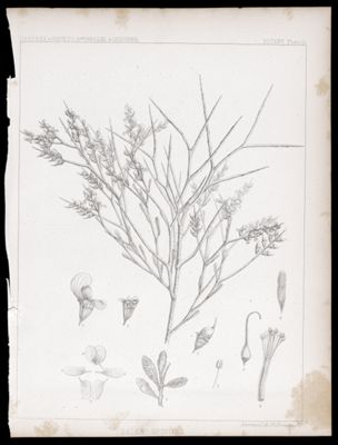 U.S.P.R.R.Ex & Surveys, 32nd. parallel - California. Botany, Plate III. Dalea spinosa.