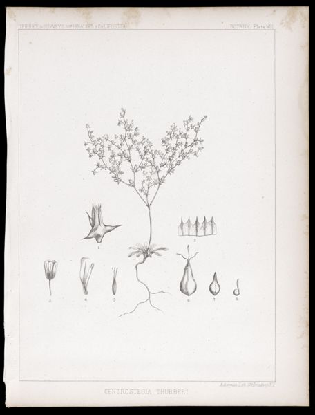 U.S.P.R.R.Ex & Surveys, 32nd. parallel - California. Botany, Plate VIII. Centrostegia thurberi.