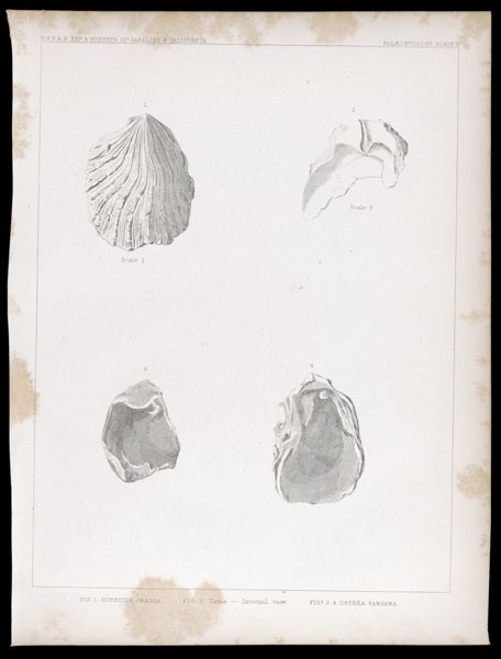 U.S.P.R.R.Exp. & Surveys, 32nd. parallel - California. Palæontology, Plate II. Fig. 1. Hinnites crassa. Fig. 2. Same -- internal view. Figs. 3.4. Ostrea panzana.