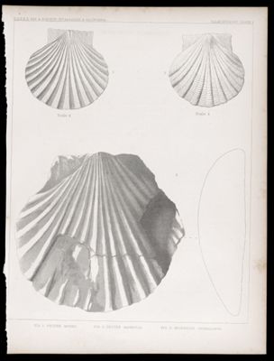 U.S.P.R.R.Exp. & Surveys, 32nd. parallel - California. Palæontology, Plate I. Fig. 1. Pecten meekii. Fig. 2. Pecten magnolia. Fig. 3. Spondylus estrellanus.