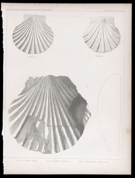 U.S.P.R.R.Exp. & Surveys, 32nd. parallel - California. Palæontology, Plate I. Fig. 1. Pecten meekii. Fig. 2. Pecten magnolia. Fig. 3. Spondylus estrellanus.