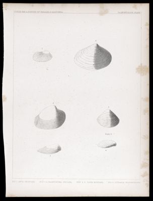 U.S.P.R.R.Exp. & Surveys, 32nd. parallel - California. Palæontology, Plate V. Fig. 1. Arca obispoana. Figs. 2.4. Pachydesma inezana. Figs. 3.5. Tapes montana. Fig. 6. Lutraria transmontana.