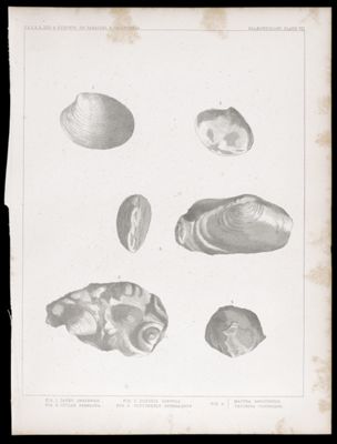 U.S.P.R.R.Exp. & Surveys, 32nd. parallel - California. Palæontology, Plate VII. Fig. 1. Tapes inezensis. Fig. 2. Dosinia longula. Fig. 3. Mactra gaviotensis. Trochita costellata. Fig. 4. Cyclas permacra. Fig. 5. Glycimeris estrellanus.