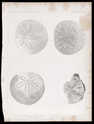 U.S.P.R.R.Exp. & Surveys, 32nd. parallel - California. Palæontology, Plate IX. Fig. 1(a) Scutella striatula. fossil (b) under Surface  Fig. 2. Scutella striatula. recent Fig. 3. Echinarachnius...?