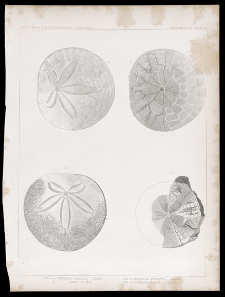U.S.P.R.R.Exp. & Surveys, 32nd. parallel - California. Palæontology, Plate IX. Fig. 1(a) Scutella striatula. fossil (b) under Surface  Fig. 2. Scutella striatula. recent Fig. 3. Echinarachnius...?