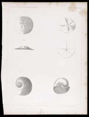 U.S.P.R.R.Exp. & Surveys, 32nd. parallel - California. Palæontology,  Plate X. Figs. 1.2. Astrodapsis antiselli. Figs. 3.4. Scutella. --- Figs. 5.6. Natica inezana.
