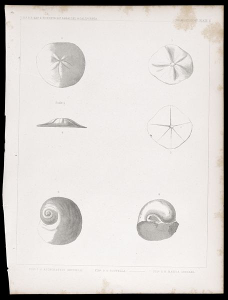 U.S.P.R.R.Exp. & Surveys, 32nd. parallel - California. Palæontology,  Plate X. Figs. 1.2. Astrodapsis antiselli. Figs. 3.4. Scutella. --- Figs. 5.6. Natica inezana.