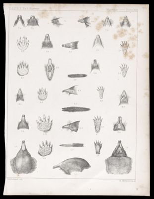 Mammals -- Plate XVII