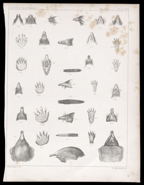 Mammals -- Plate XVII
