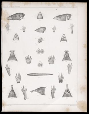 Mammals -- Plate XVII