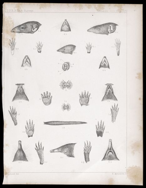Mammals -- Plate XVII