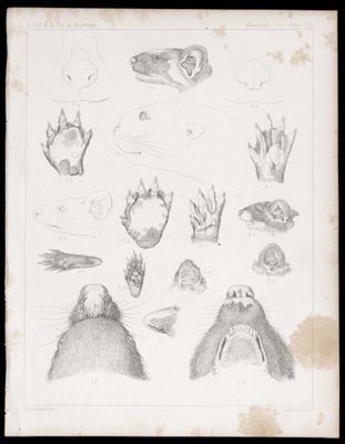 Mammals -- Plate XIX